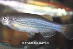 Devario sp - 